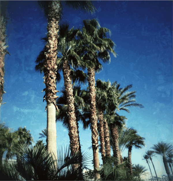 Las-Vegas-Palm-Trees