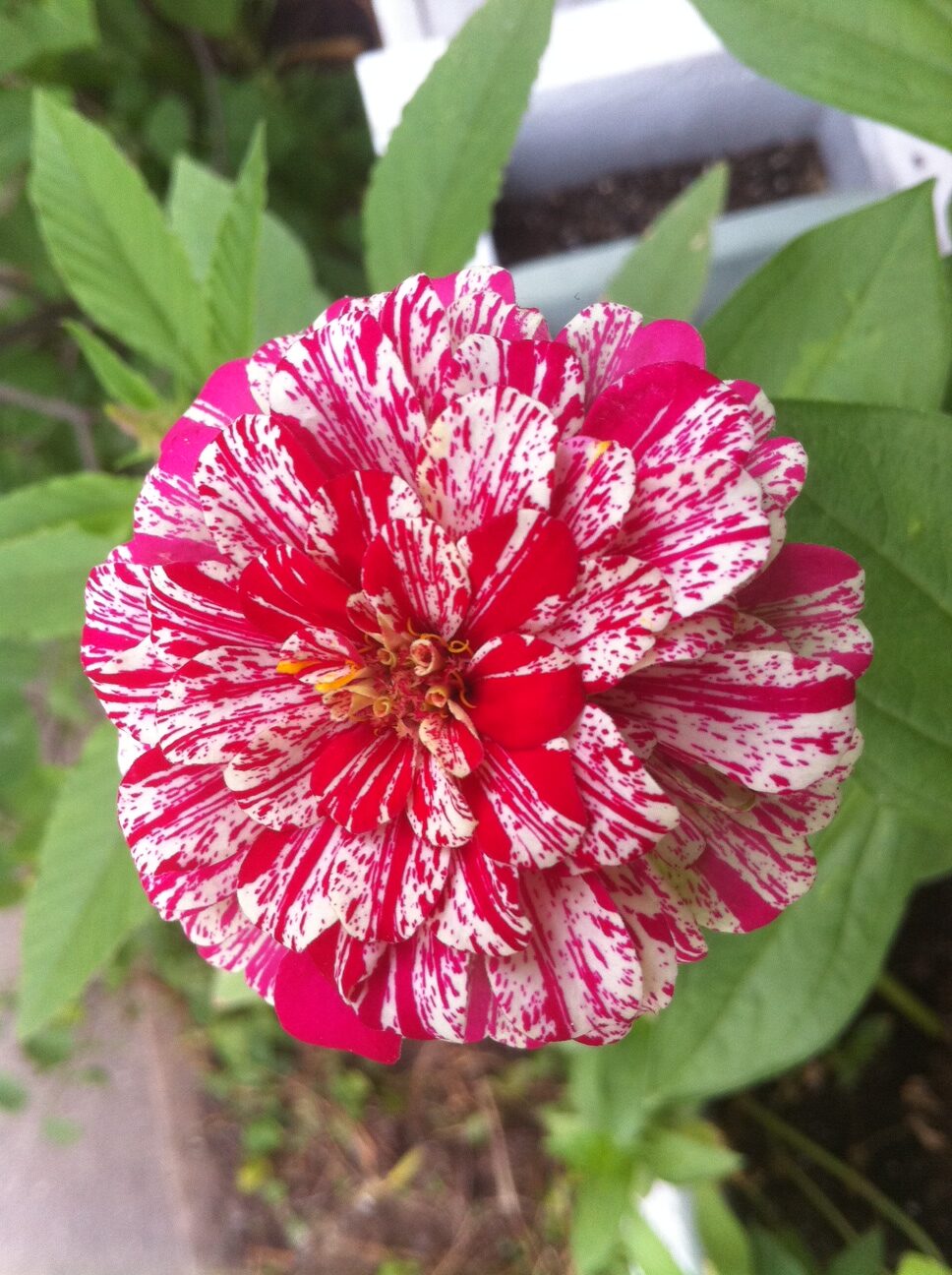 Zinnia Peppermint Stick