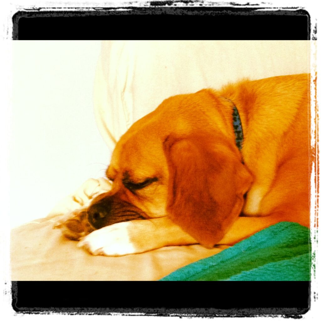 Picture of a cute dog sleeping