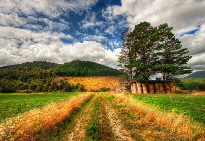 Grass New Zealand