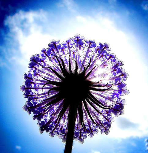 Flower