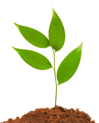 growth1