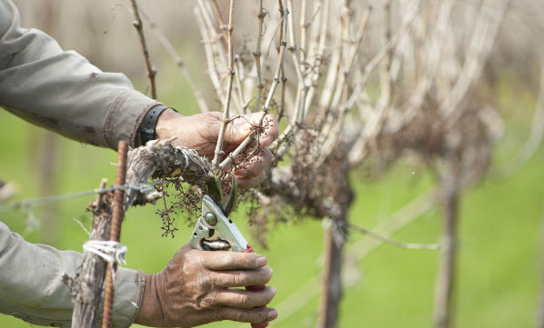 pruning vines